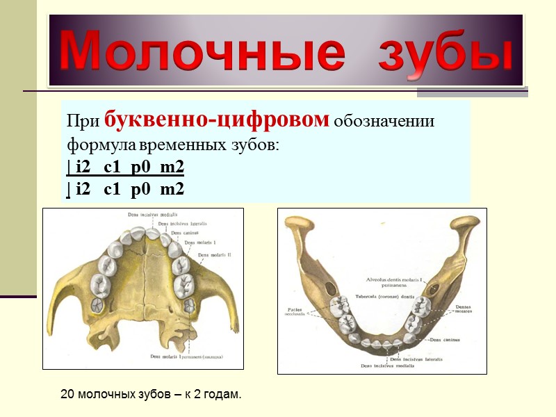 Молочные  зубы При буквенно-цифровом обозначении формула временных зубов: | i2   c1